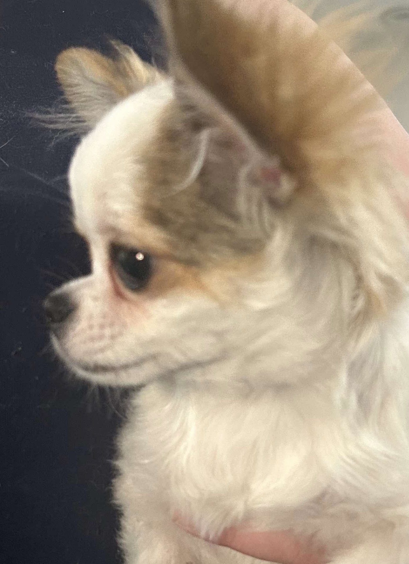 DHC N Wild Prairies SR Francisco, longhaired Chihuahua
