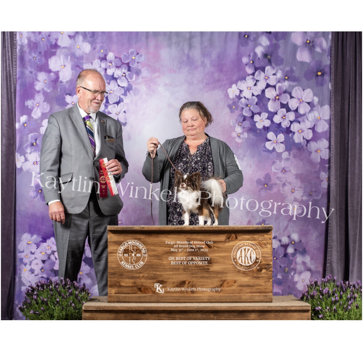 CH DHC'S Meeko Mi Amor at an AKC conformation show